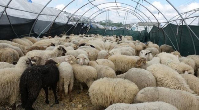 Kurbanlıklar İçin Pazar Yerleri Kuruldu 