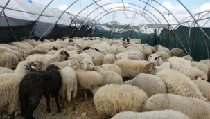 Kurbanlıklar İçin Pazar Yerleri Kuruldu 