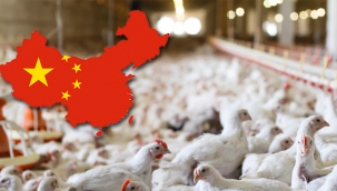 Türkiye'nin Kanatlı Sektörü Çin ile Uçacak