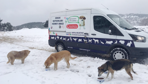 Sokak Canları Karlı Havada da Unutulmadı