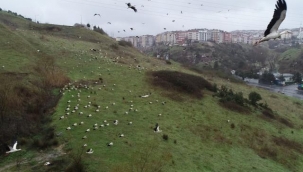 Baharın Habercisi Leylekler İstanbul'da