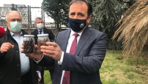 İstanbul'da 1500 palmiye ağacı imha edildi