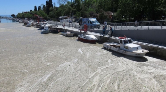 Deniz Salyası Tehlikesi Devam Ediyor 