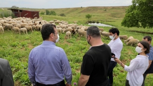 İBB'den Hayvan Üreticilerine Destek 