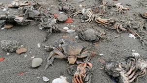 Marmara'da Toplu Ölümler Başladı 