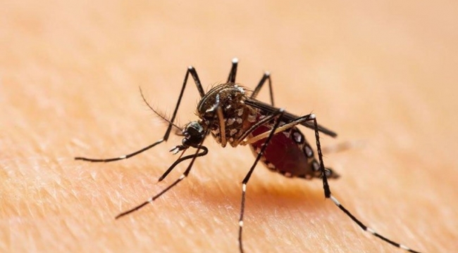 Asya Kaplan Sivrisineği İstanbul'dan sonra 13 ilde daha ortaya çıktı
