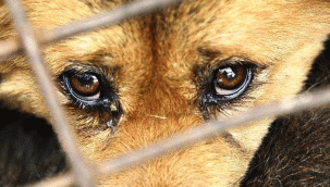 Hayvanları Koruma Kanunu teklifi Meclis'te