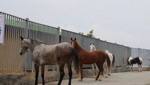 Kayıp Atlar TBMM Gündeminde 