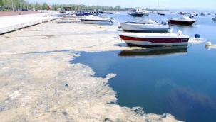 Aşırı Balık Avlanması Denize Zarar Veriyor 