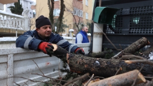 Kartal'da budanan ağaç dalları ihtiyaç sahiplerine yakacak oluyor