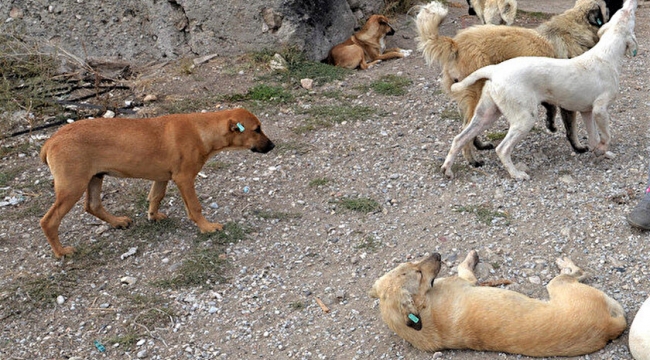 İstanbul'da Köpek Saldırılarında Rekor Artış 