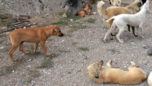 İstanbul'da Köpek Saldırılarında Rekor Artış 