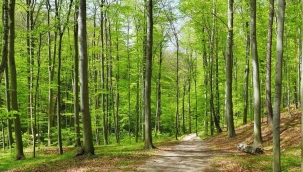 İstanbul'da ormanlara giriş yasağı