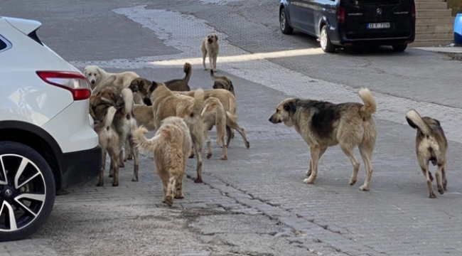 İstanbul Valiliği'nden sokak köpekleri için karar