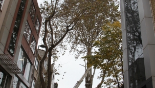 Asırlık Çınar Ağaçlarına Önce Tomografi Sonra Budama