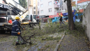Kartal'da Ağaç Budama Çalışmaları Devam Ediyor