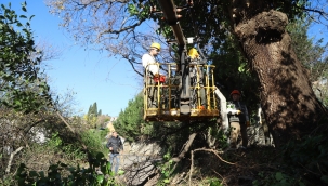 Kartal'da, Asırlık Ağaçlara Özel Bakım
