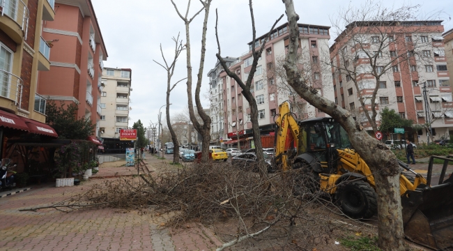 Kartal'da Budanan Ağaçlar İhtiyaç Sahiplerine Yakacak Olarak Geri Dönüyor