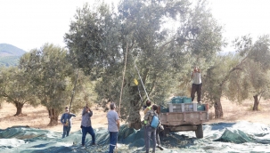 BURHANİYE'DE ZEYTİN HASATI BAŞLADI