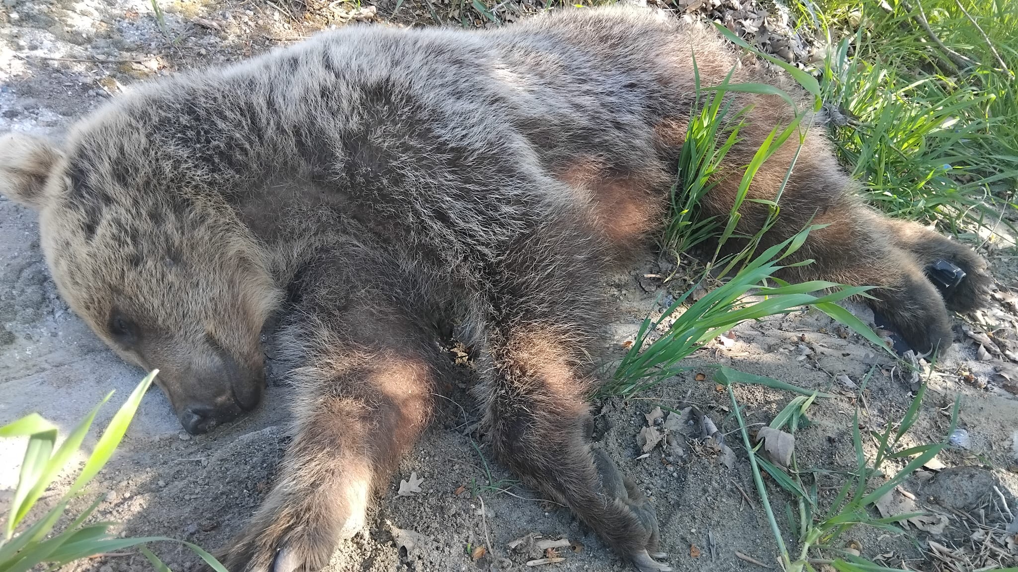 HAVRAN'DA KARAYOLUNA INEN AYI KAZAYA NEDEN OLDU