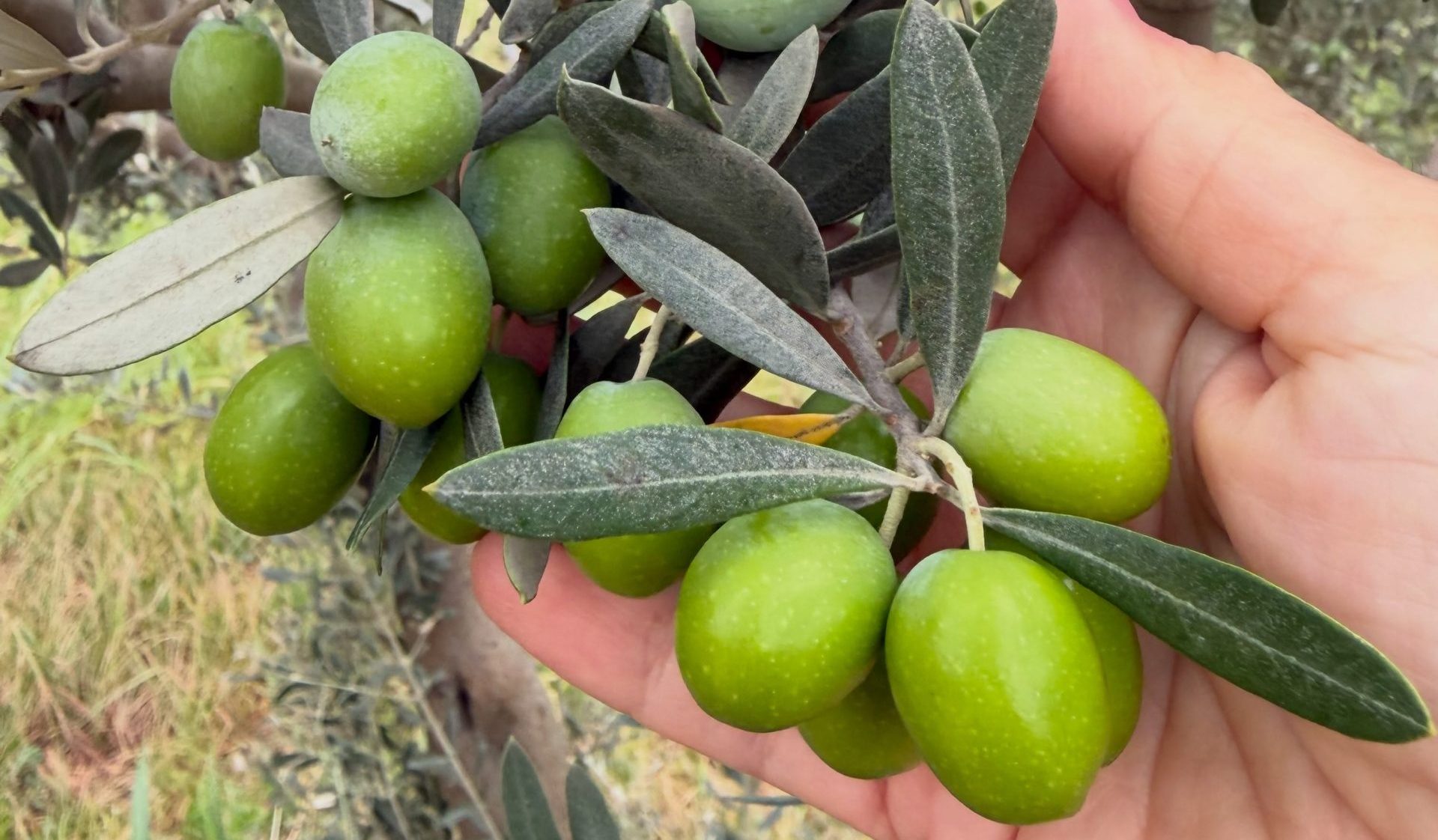 BURHANİYE'DE ZEYTİN SİNEĞİ ALARMI
