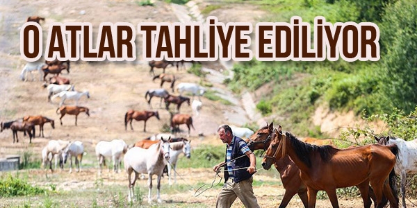 Beykoz'daki atların tahliyesi başladı