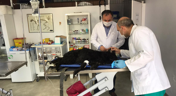 Bir Günde İki Hayvan Kurtarıldı