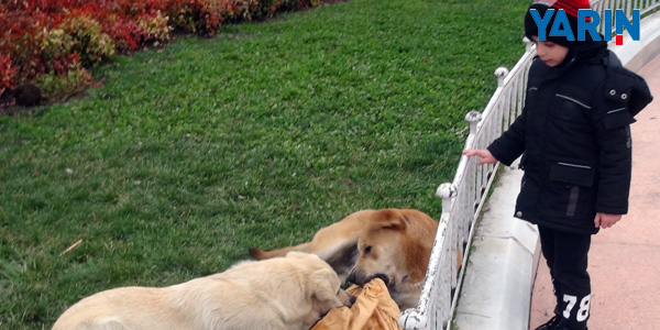 Taksim'de Bir Çocuğu Köpek Isırdı
