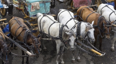 Aktivistler Büyükada'daki Ahırlara Girdiler