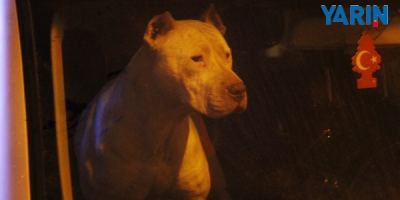 Araçta Unutulan Köpek 12 Saat Sonra Kurtarıldı