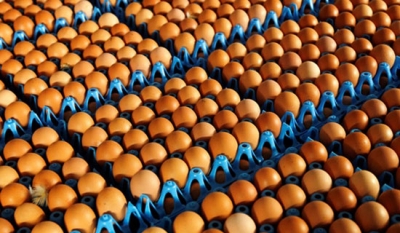 Aylık Yumurta Üretimi 2 Milyarı Buldu