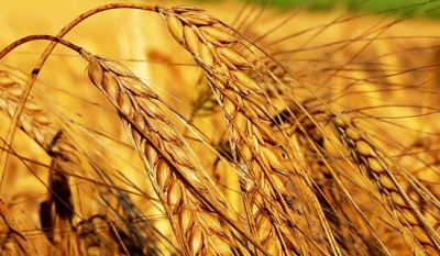 Bitkisel Üretim Tahmini Açıklandı