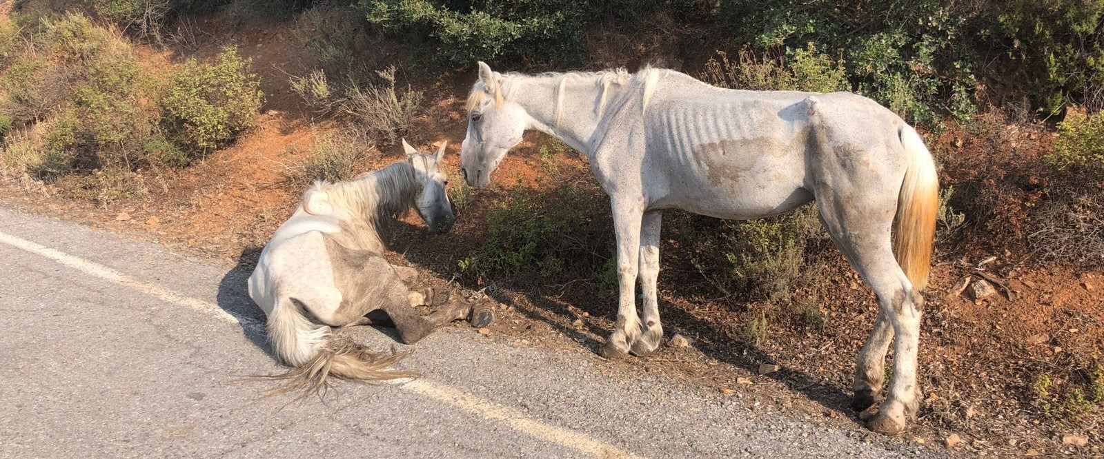Büyükada'da yine yürek sızlatan görüntü
