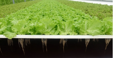 Dar Alanda Yüksek Üretim!