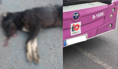 Öldürülen Köpekle İlgili Suç Duyurusu