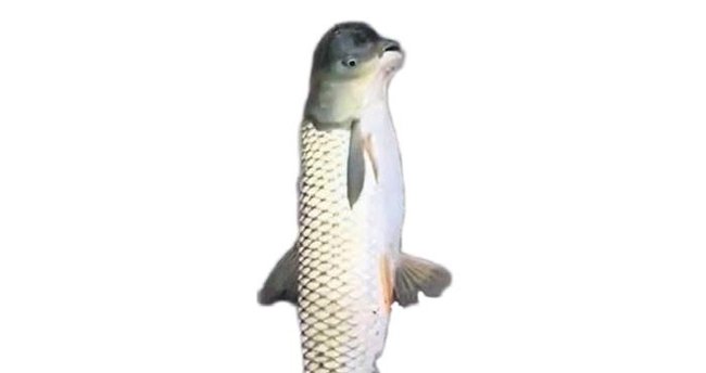 Güvercin başlı balık yakalandı