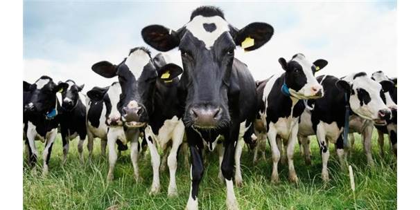 Hayvancılık İthalatında Rekor Artış Yaşandı