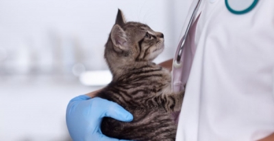 Hayvanlarda Mantar'ı Bulan Cihaz