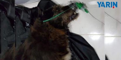 Kartal'da 29 Köpek Katledildi