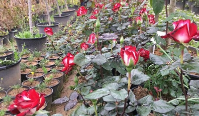 Kartal'da Gül Mevsimi