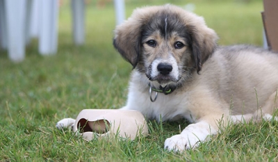 Maltepeliler Sokak Hayvanları İçin Buluştu