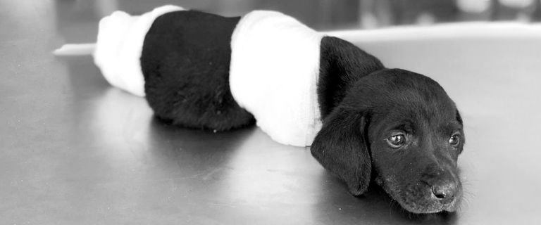 'O köpeğe ben zarar vermedim'