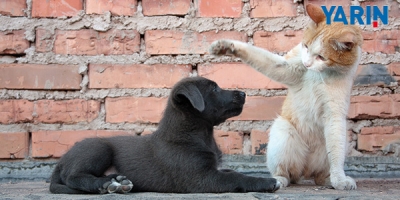 Sokak Hayvanları İçin Manifesto!