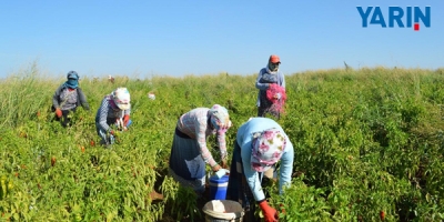 Tarım İşçilerinin Aylık Ücreti Asgari Ücrete Yaklaştı