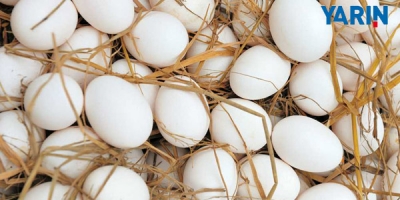 Tavuk Yumurtası Üretimi Arttı