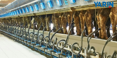 Toplanan İnek Sütü Miktarı Azaldı 