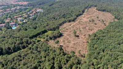 Uzmanlar Uyarıyor, İstanbul Ormanlarındaki tehlike!