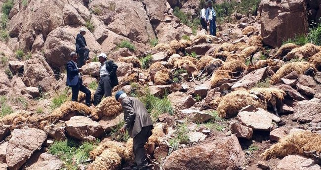Van'da toplu koyun intiharı