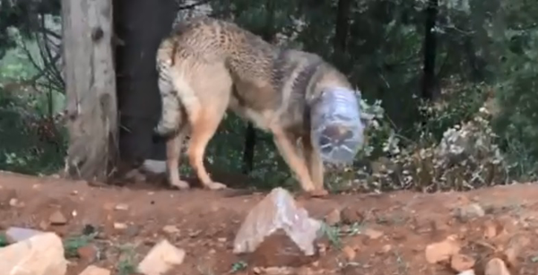 Zor Durumdaki Sokak Köpeğini Kartal Belediyesi Kurtardı